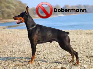 Camping des Aulnaies - Activits 1200x900-Max-Quality (6)