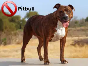 Camping des Aulnaies - Activits 1200x900-Max-Quality (7)