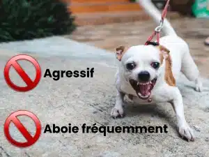 Camping des Aulnaies - Animaux de compagnie 1200x900-High-Quality